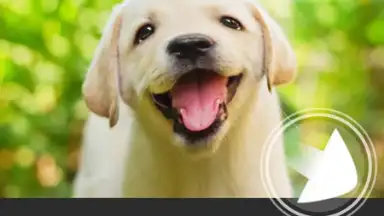 Captura de tela de YouCam Perfect 4