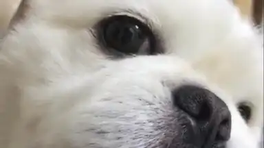 Captura de tela de Meipai 2