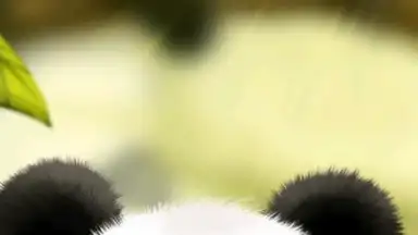 Captura de tela de Panda Chub Live Wallpaper Free 2