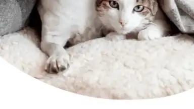 Captura de tela de Zooplus: Online pet shop 4