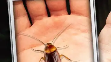Captura de tela de Cockroach Hand Funny Joke 2
