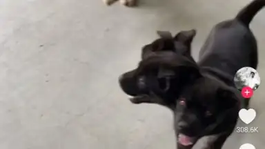 Captura de tela de TikTok Pro 1