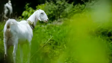 Captura de tela de Goat Sounds 1