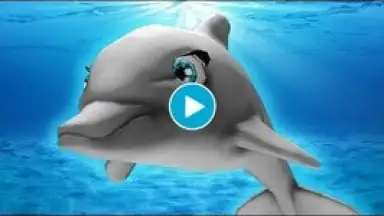 Captura de tela de My Dolphin Show 1