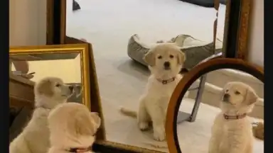 Captura de tela de Flex 7