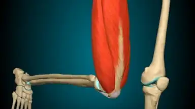Captura de tela de 3D Anatomy Learning 5