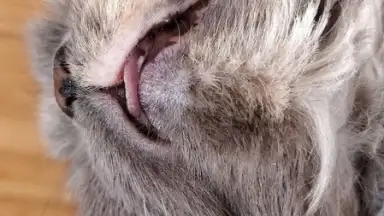 Captura de tela de Honista 9
