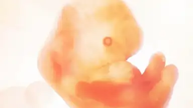 Captura de tela de Pregnancy + 8