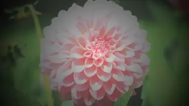Captura de tela de After Effect 7