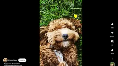 Captura de tela de YouTube (Android Auto) 1