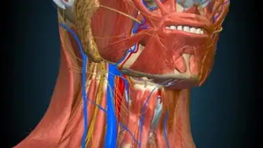 Captura de tela de 3D Anatomy Learning 6
