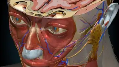 Captura de tela de 3D Anatomy Learning 8