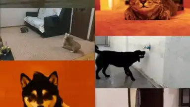 Captura de tela de GfyCat 7