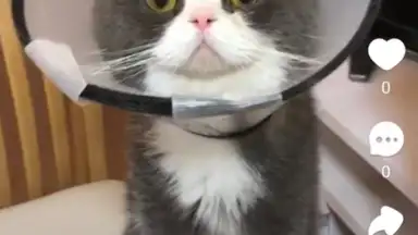 Captura de tela de Snack Video 3