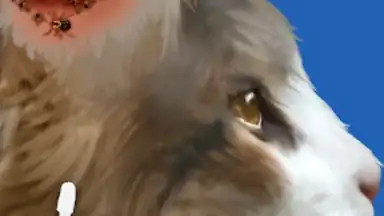 Captura de tela de Cat ASMR: Salon Makeover 6