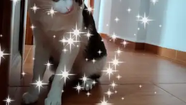 Captura de tela de PicsArt 21