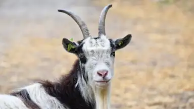 Captura de tela de Goat Sounds 4