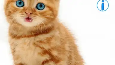 Captura de tela de Talking, Dancing Cat. 8