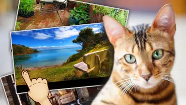 Captura de tela de Find Kitten 1