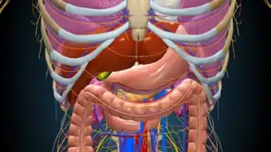 Captura de tela de 3D Anatomy Learning 4