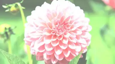 Captura de tela de After Effect 9