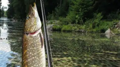 Captura de tela de i Fishing Lite 3