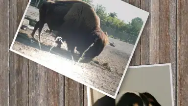 Captura de tela de SlideShow5000 FREE 3