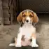 My Pet Animal Shelter World apk